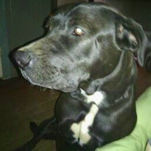 Meet your Posher, Izz